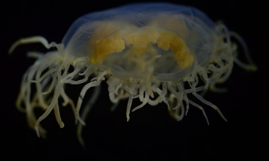 meduse aggrappate