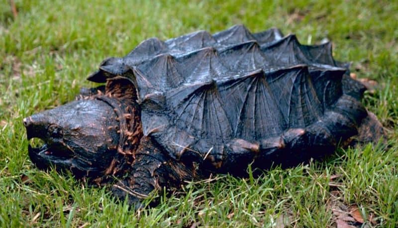 Tartaruga azzannatrice sull'erba