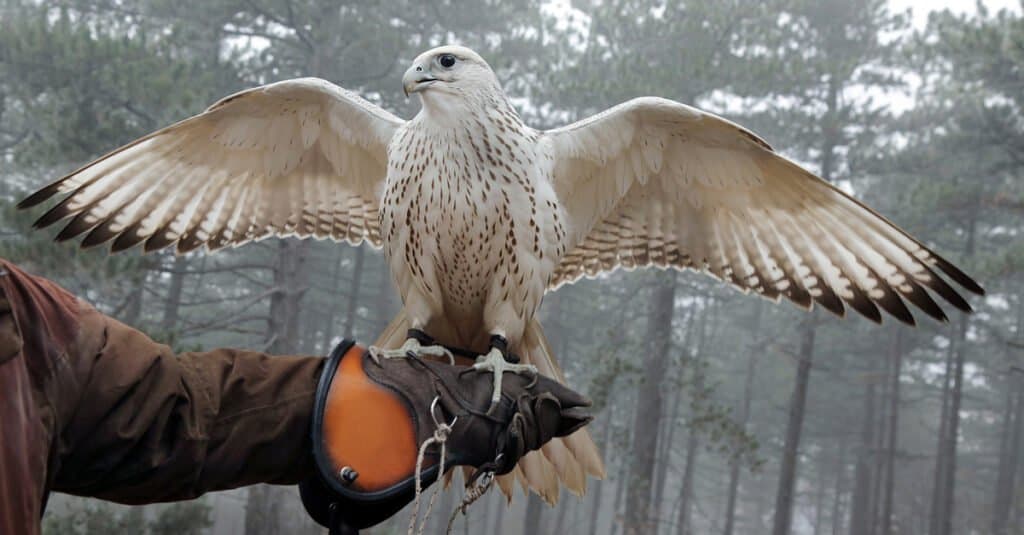 Il falco più grande è il girfalco