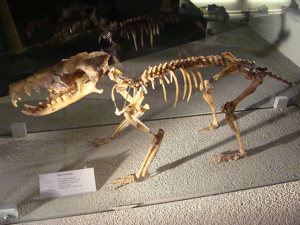 Deinogalerix koenigswaldi-Naturalis-PeterMaas