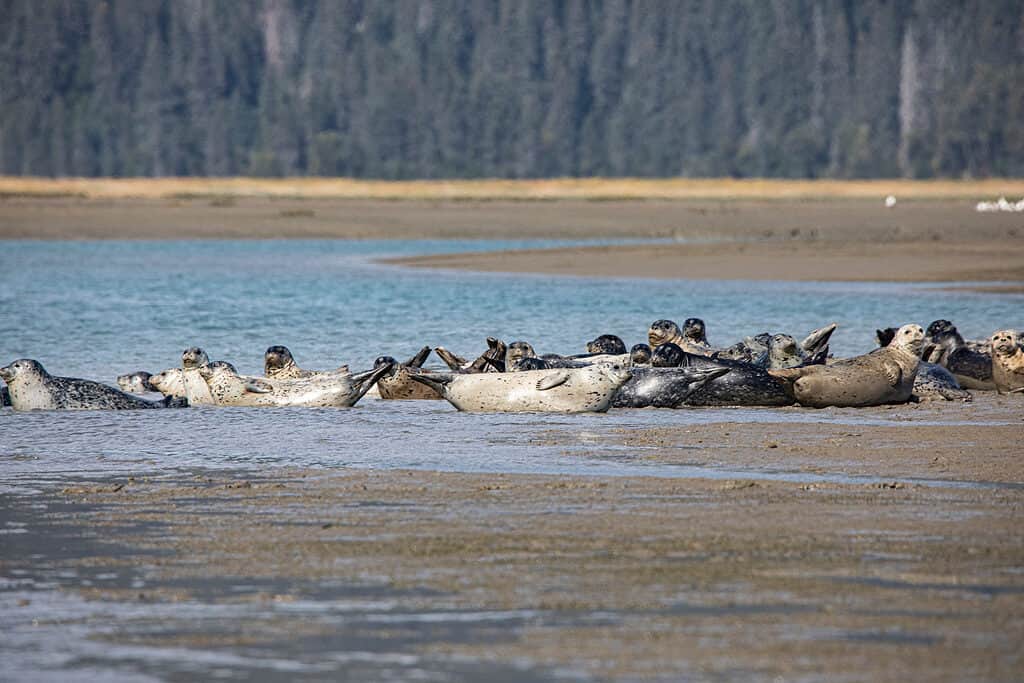 Guarnizioni di porto al Parco Nazionale e Riserva del Lago Clark, Cook Inlet, Alaska