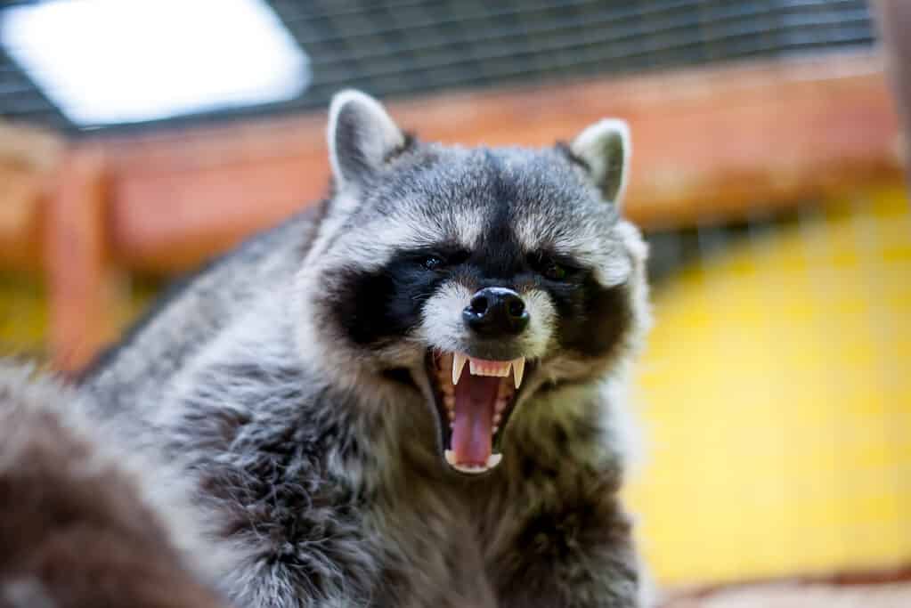 I procioni possono essere più aggressivi del tuo animale domestico medio. 