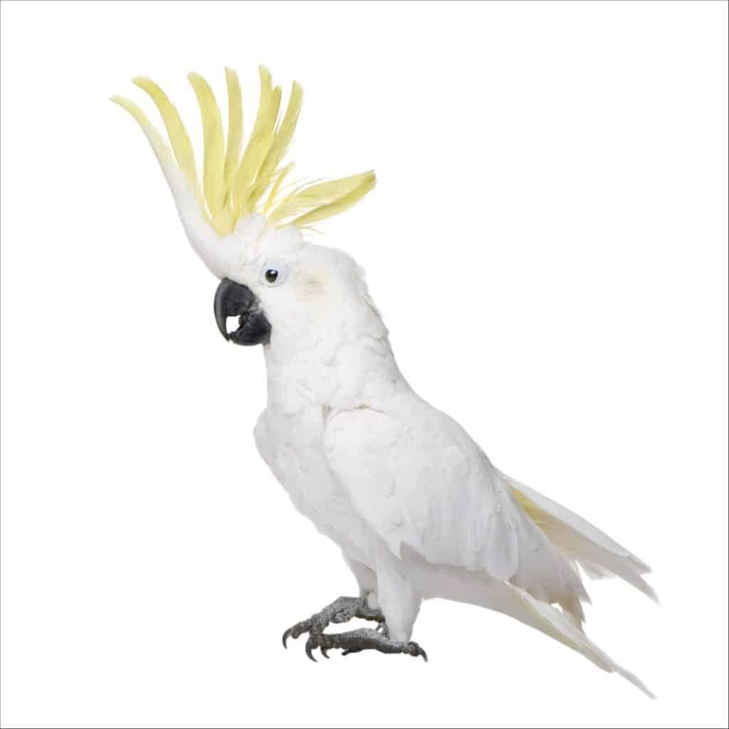 Pappagallo più antico - Cacatua
