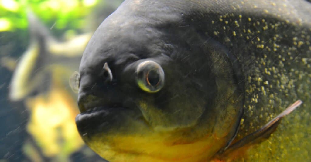 Piranha più grande - Pygocentrus piranha