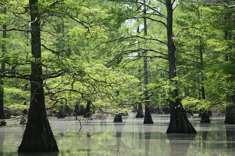 Parte paludosa del Big Lake National Wildlife Refuge in Arkansas