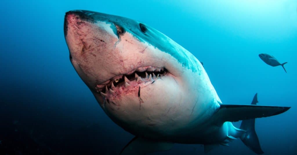 Il grande bianco mostra i suoi denti