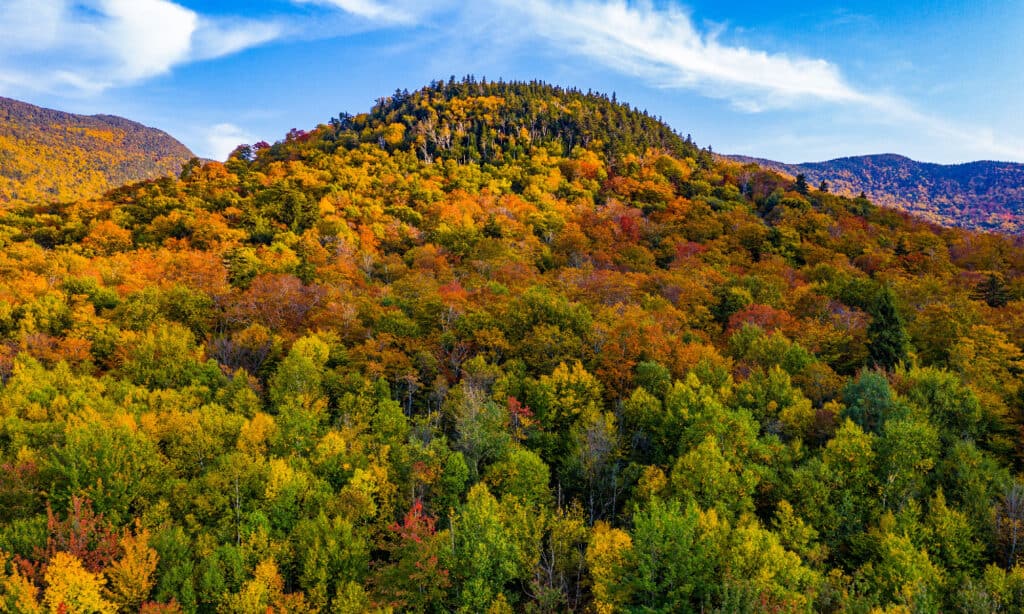 Monte Mansfield
