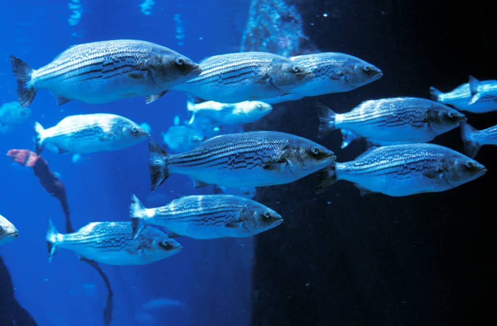 Un branco (scuola) di branzino striato