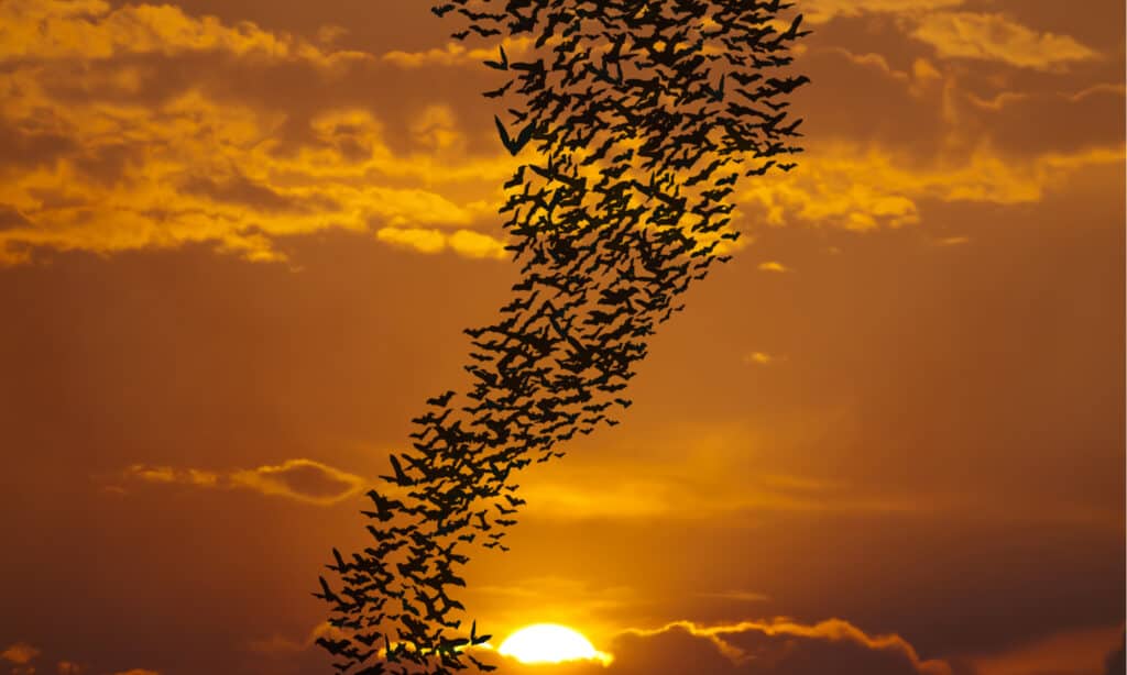 Gruppo di pipistrelli