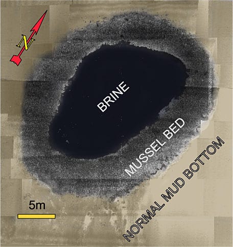 Brine Pool Golfo del Messico