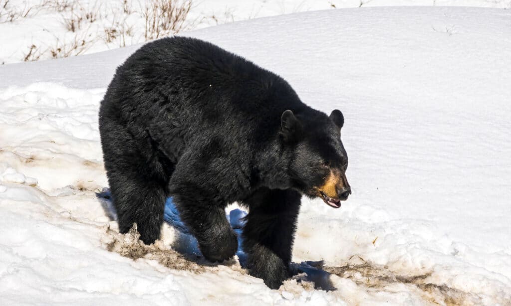 orso nero