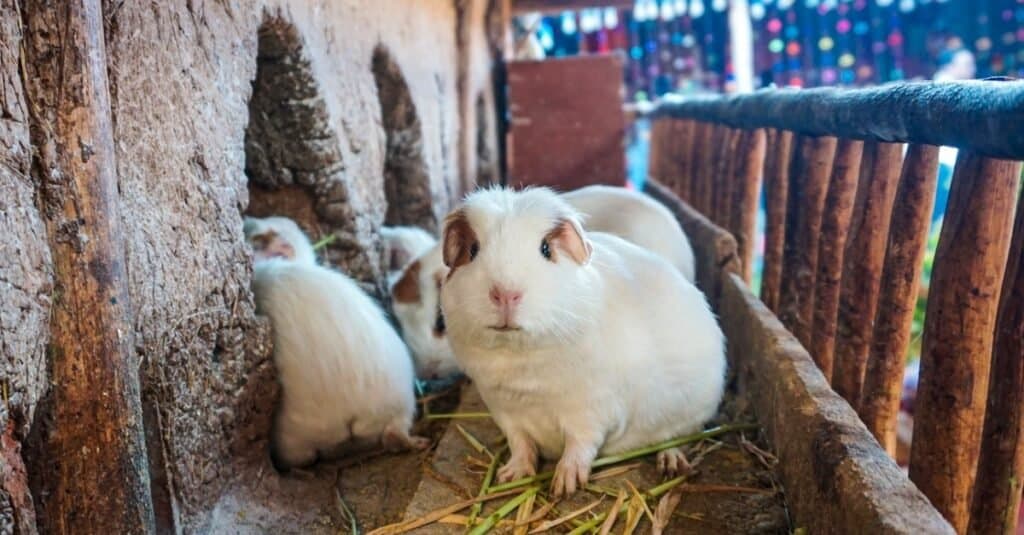 La più grande cavia