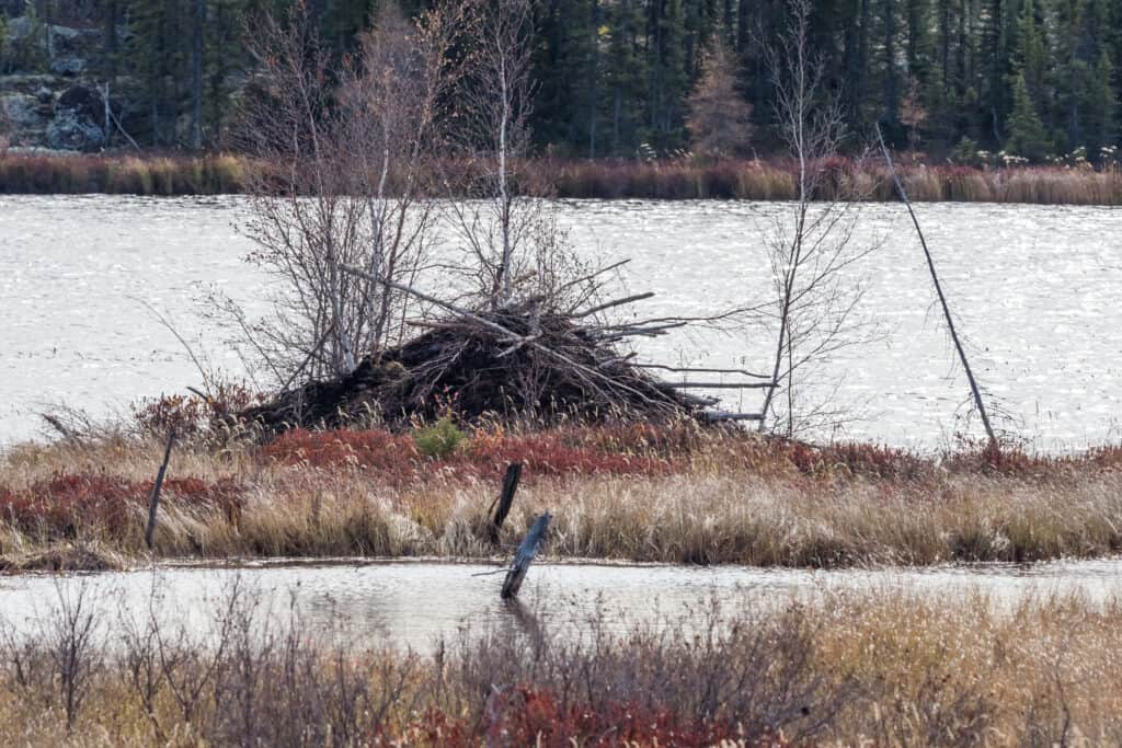 Diga del castoro del parco nazionale di Wood Buffalo