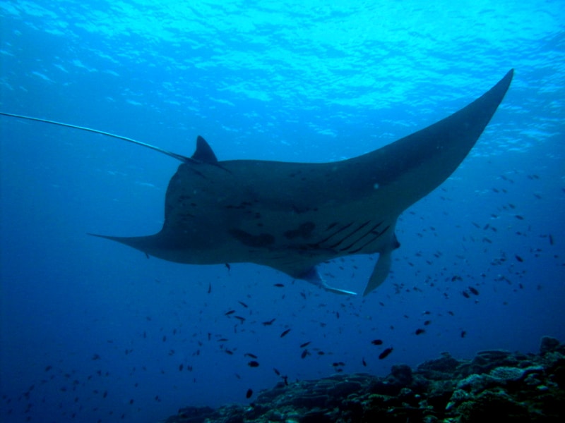 Manta Ray che nuota tra i pesci