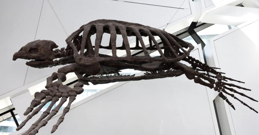 La più grande tartaruga marina - Archelon