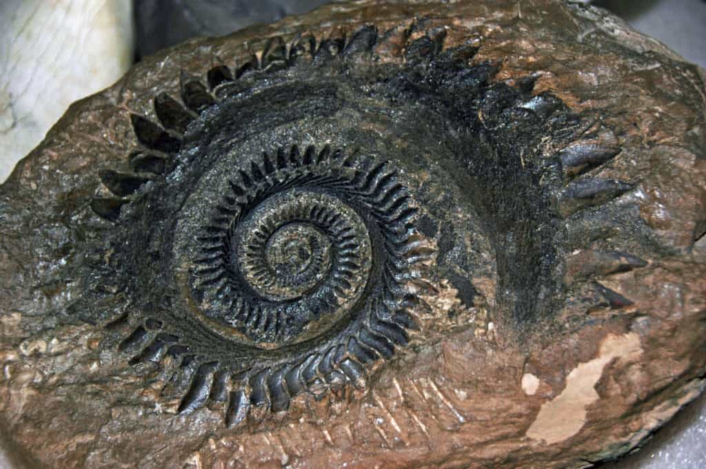 Elicoprion