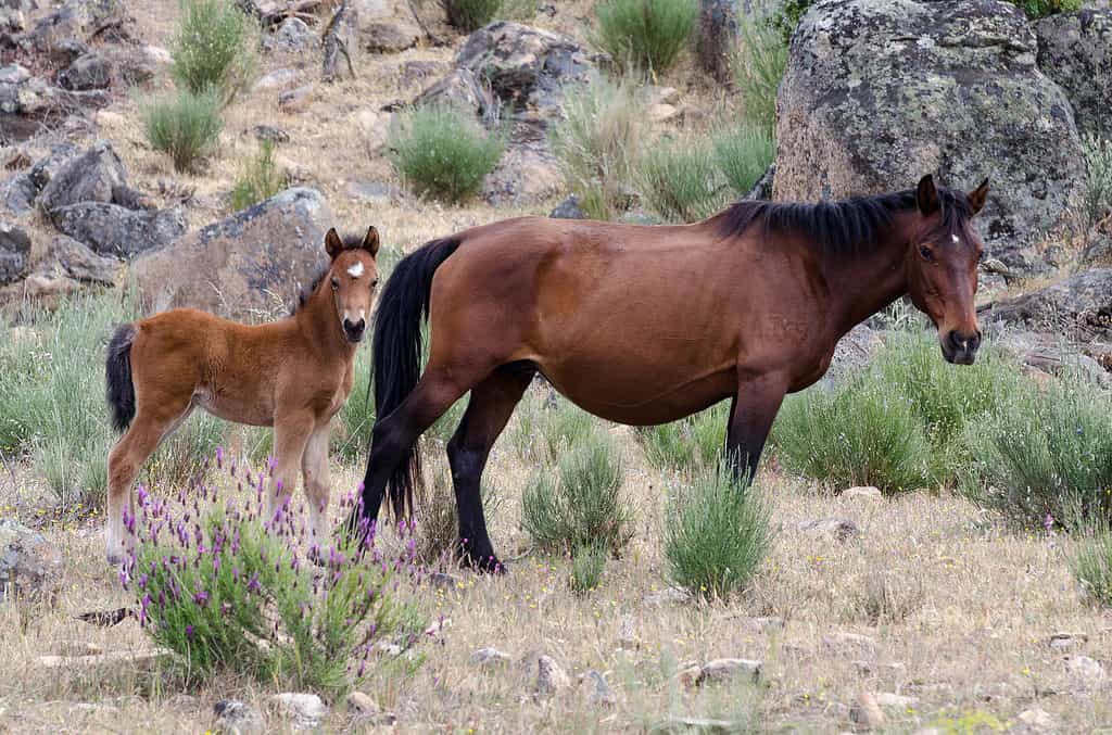 Gerrano cavallo