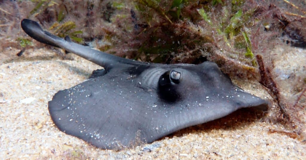 Stingray più grande - Stingaree