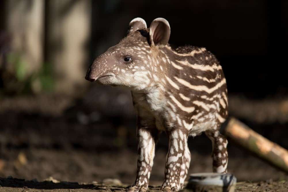 Piccolo bambino a strisce del tapiro sudamericano in via di estinzione (Tapirus terrestris)