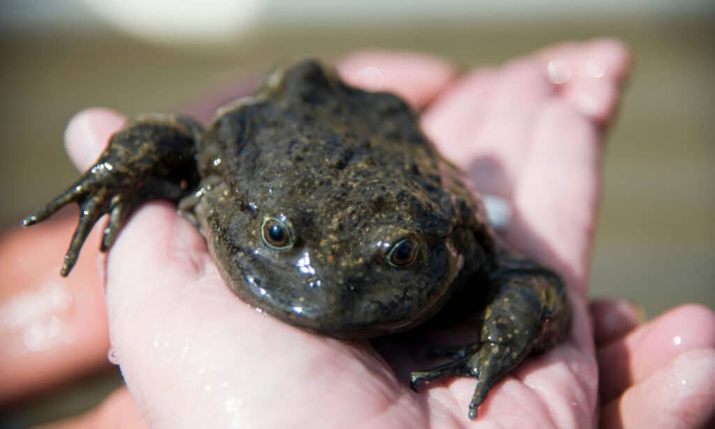 Telmatobius culeus o la rana d'acqua del Titicaca.