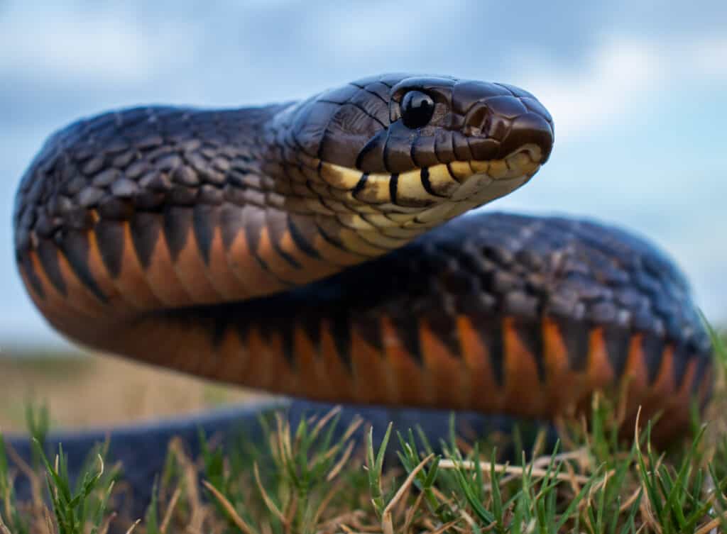 serpente indaco
