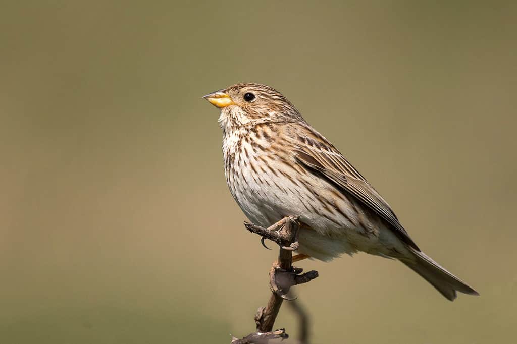 Corn Bunting (Miliaria calandra) è seduto su uno sfondo bellissimo
