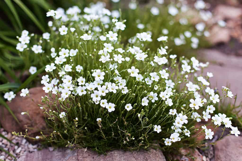 Muschio scozzese in fiore.  Piccoli fiori bianchi a forma di stella riempiono la cornice, rendendo difficile vedere il verde sottostante.