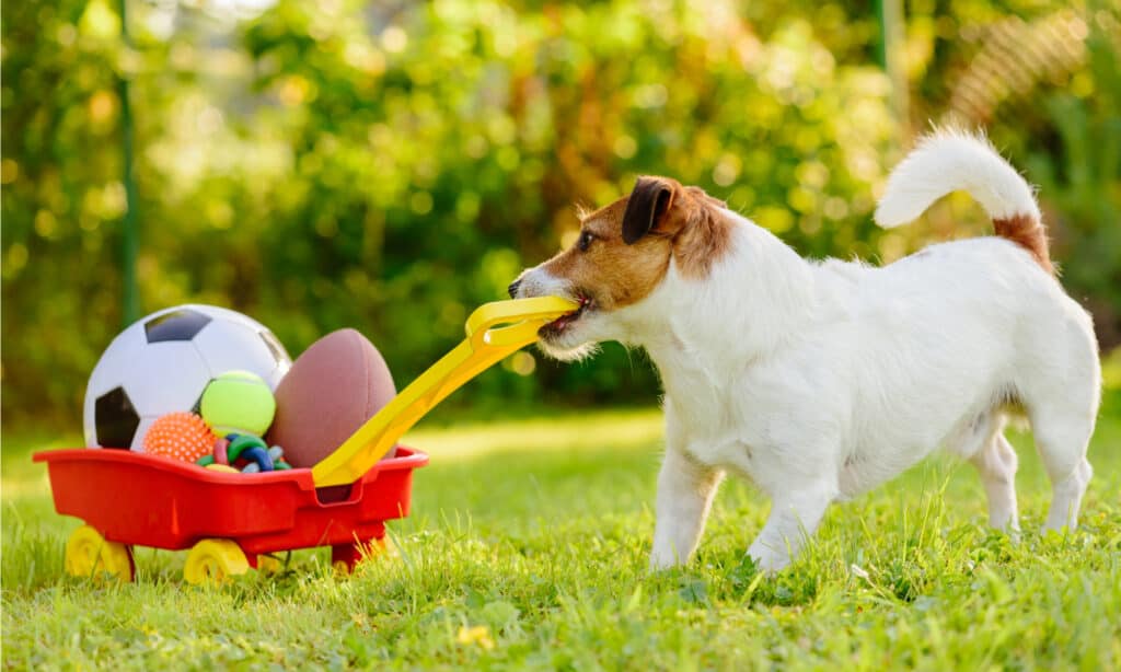 Se il tuo cane si limita a gobba con te e nessun altro, è una dimostrazione di fiducia.