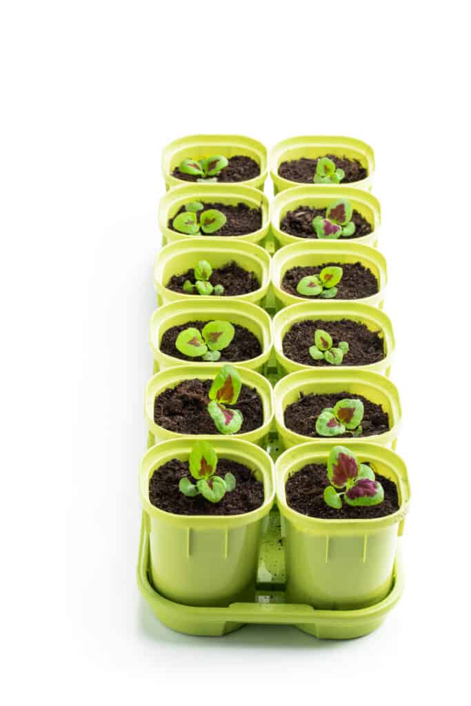 piante di baby coleus
