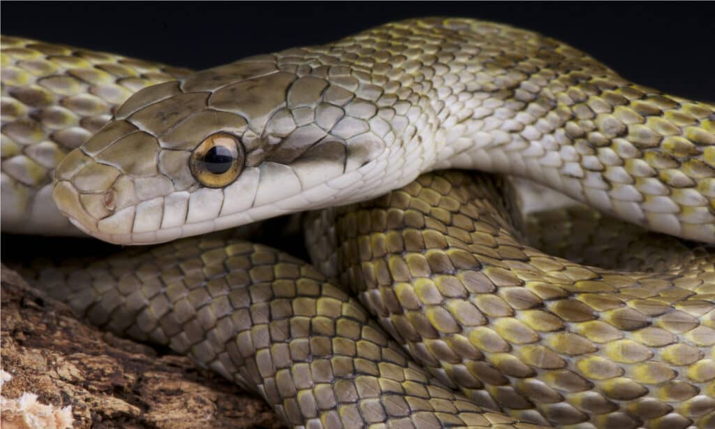 Serpente di ratto giapponese
