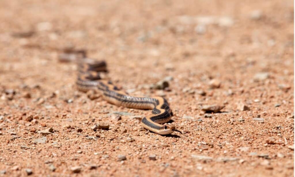 Serpente dal naso a toppa