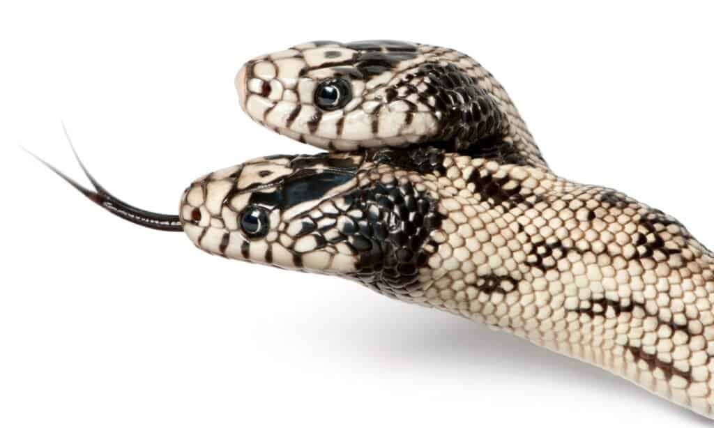 Kingsnake a due teste