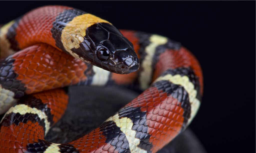 Serpenti corallo in Texas