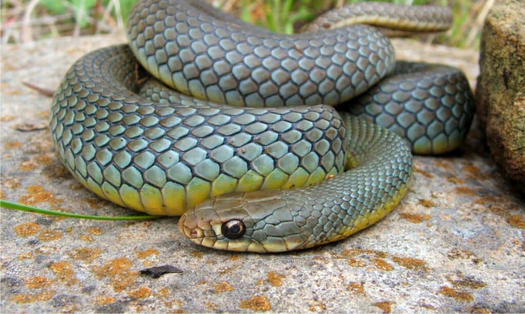 Un grande e colorato serpente corridore dal ventre giallo orientale, Coluber constrictor flaviventris, arrotolato sulla difensiva con un abbondante pasto nella pancia.