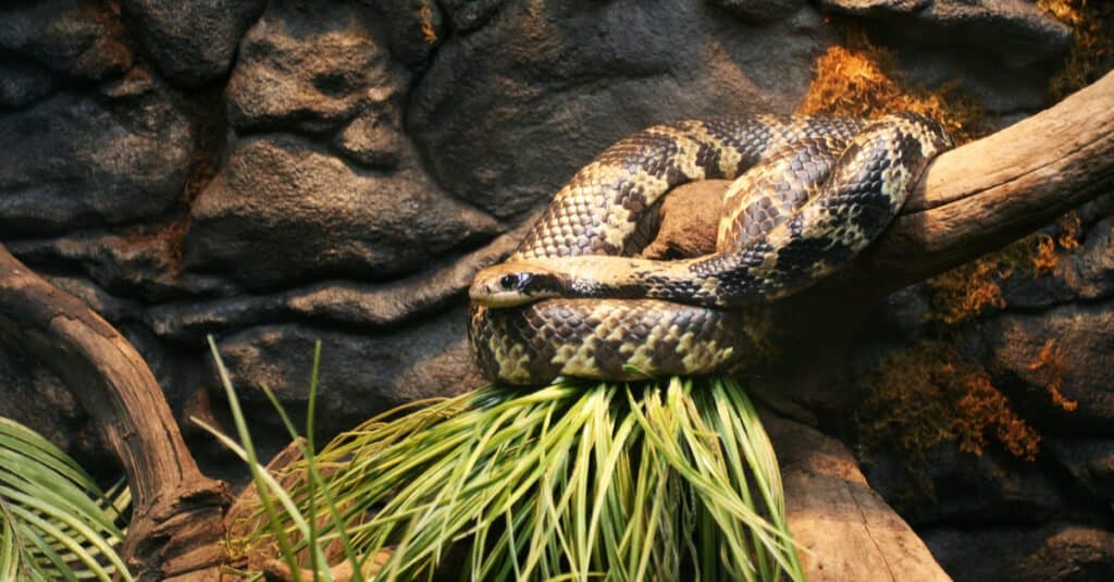 Florida Kingsnake è nero con anelli gialli
