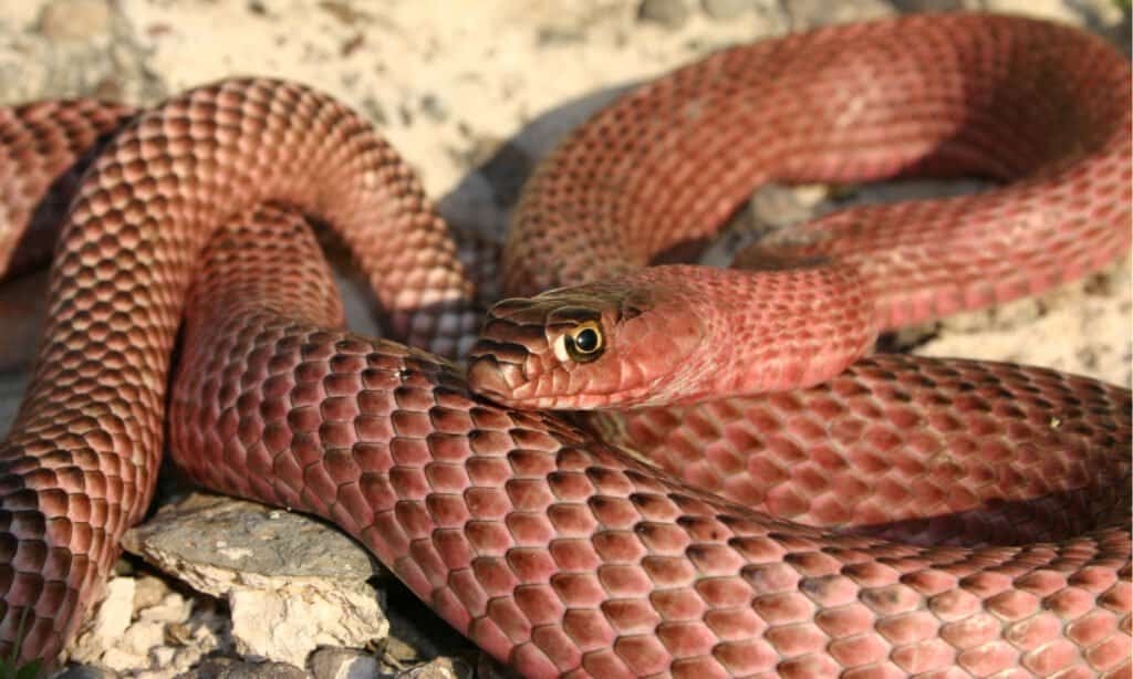 Serpente frusta rosa