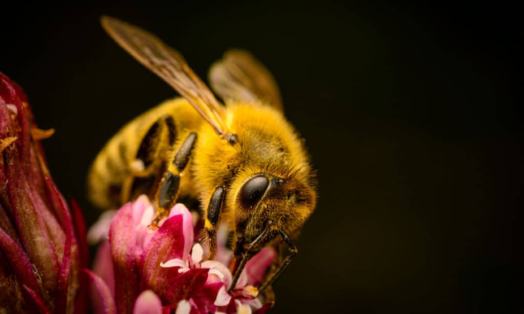 Ape, Sfondo nero, Impollinazione, Animale, Soggetti con animali