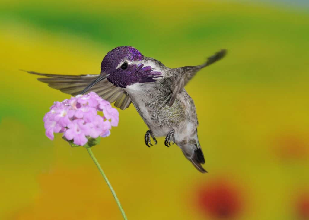 Colibrì di Costa