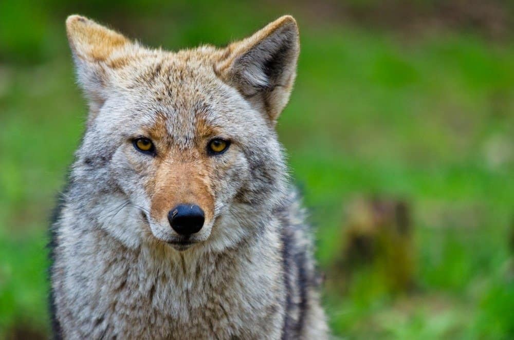 Primo piano di Coyote in erba