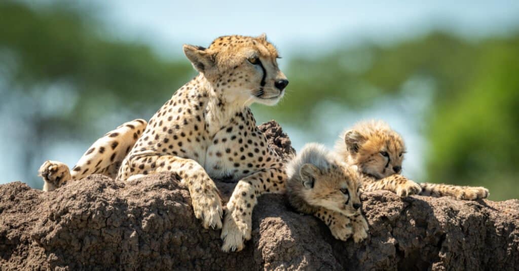 mamma ghepardo e cuccioli sdraiati su una roccia