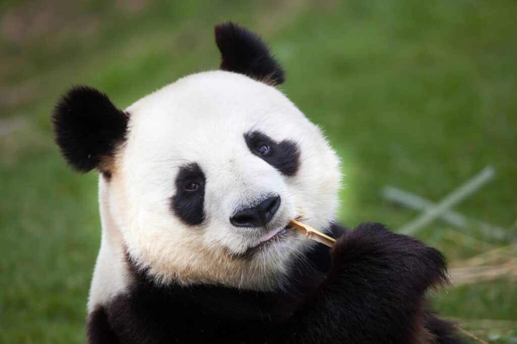 Orso panda gigante