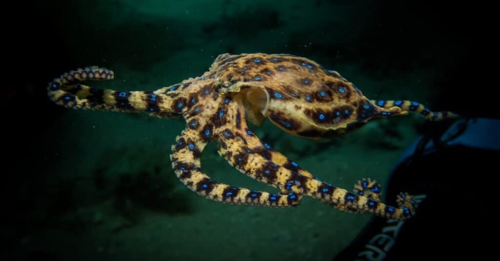 Polpo dagli anelli blu che nuota nell'oceano aperto.