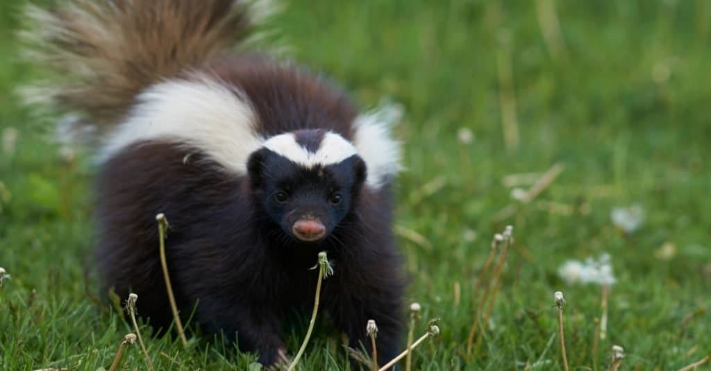 Humboldt's hog-nosed skunk (Conepatus humboldti) alla ricerca di cibo in Valle Chacabuco, Patagonia, Cile