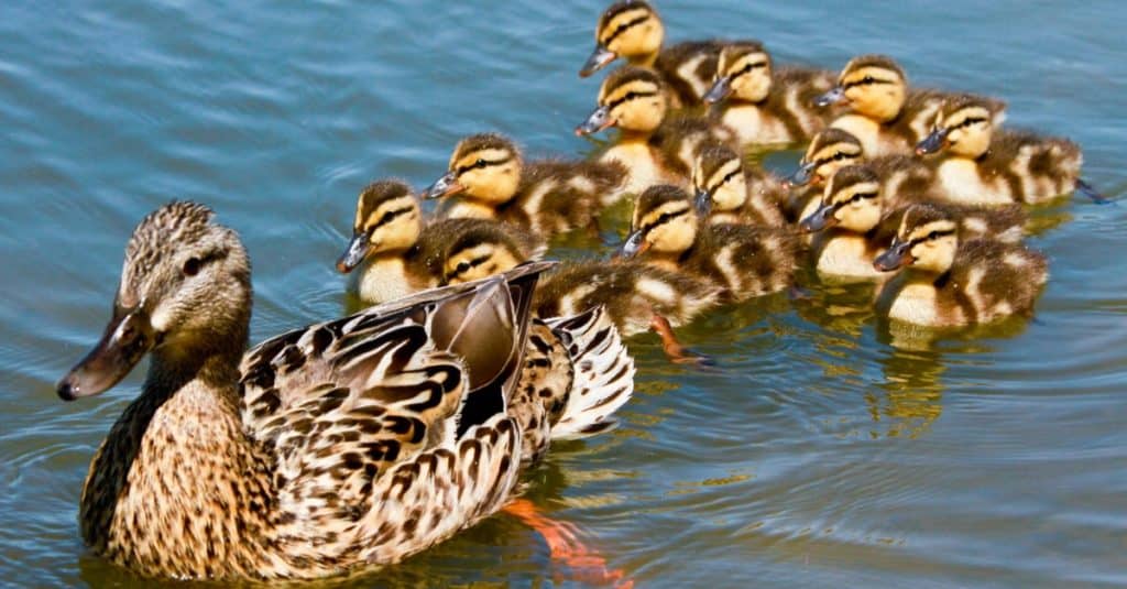 Mallard Duck con i suoi anatroccoli