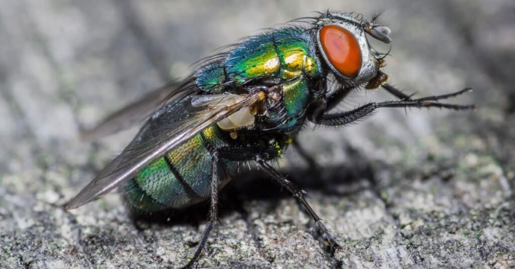 mosca domestica