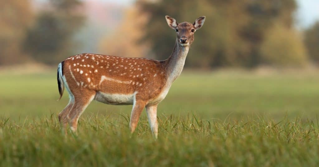 Femmina di daini, Dama dama, in un campo in autunno.