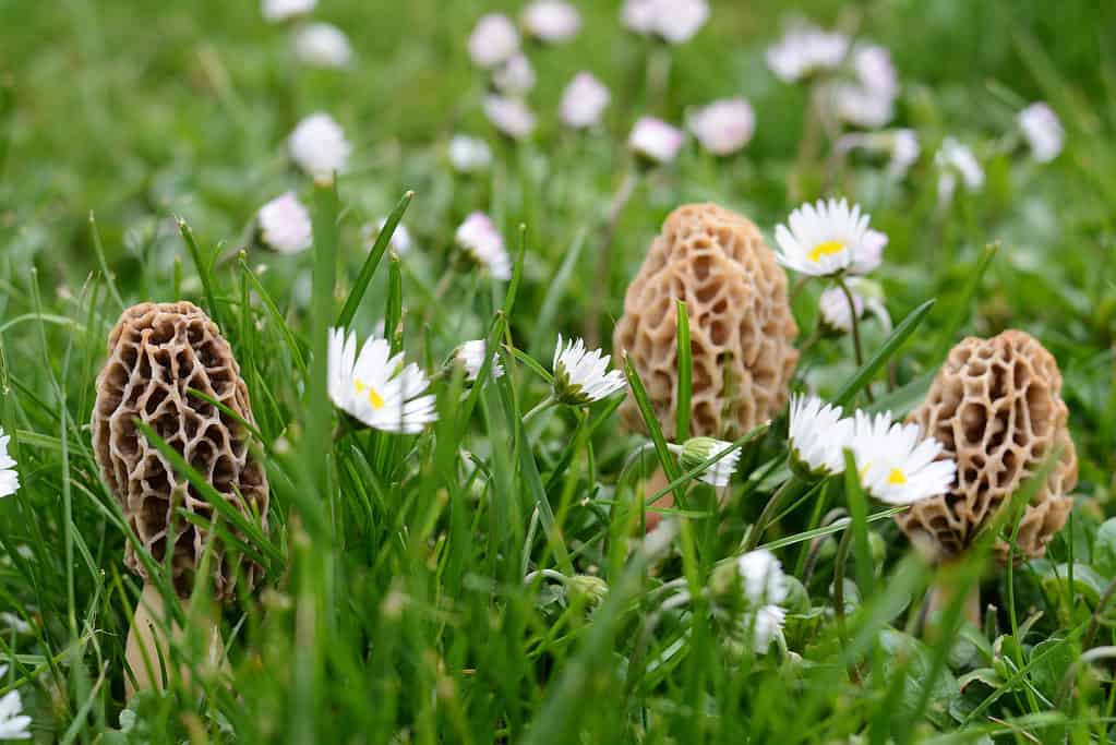 Funghi spugnole che crescono tra i fiori