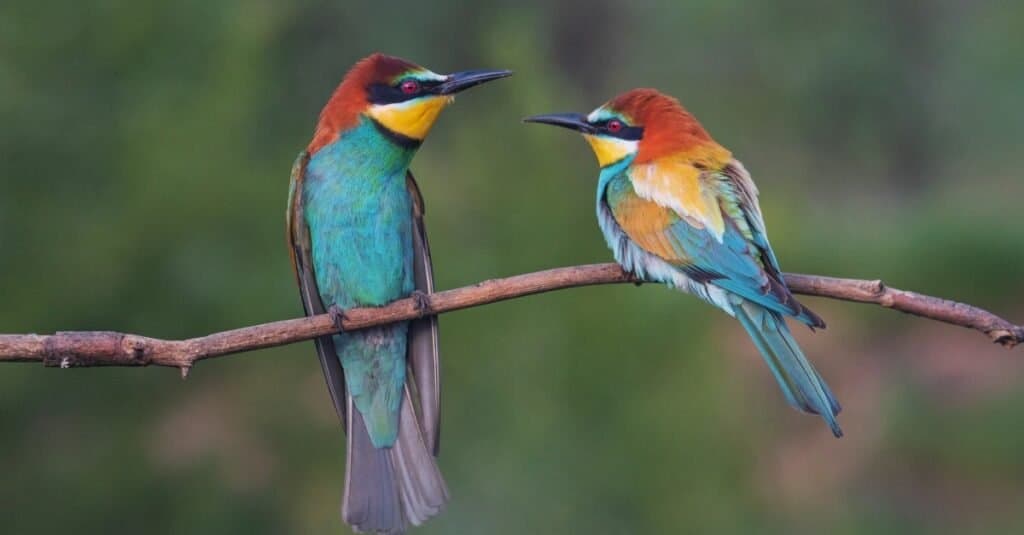 Animali che ballano