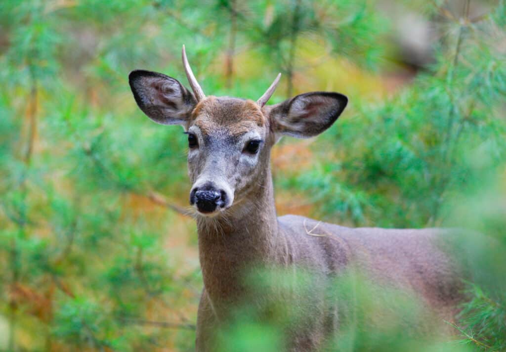 Spiking Antlers su cervi dalla coda bianca