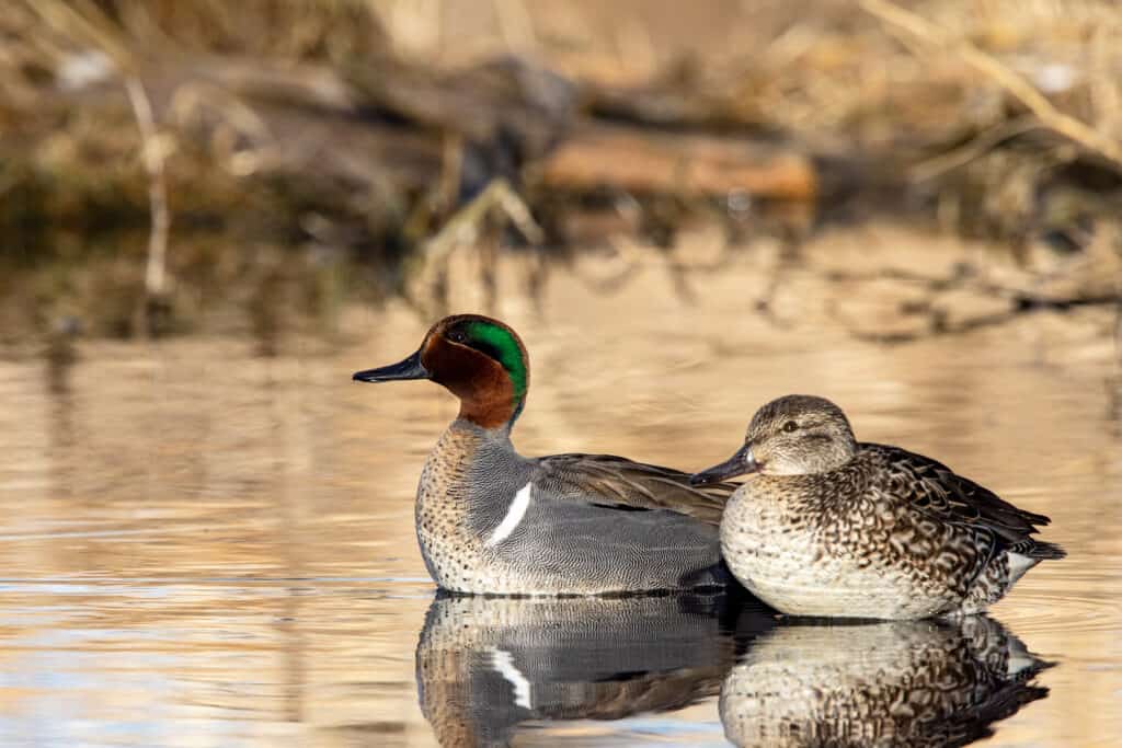 alzavola alata verde